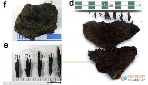 右圖為發(fā)現(xiàn)的茶葉，左下圖為茶芽，這是目前全世界發(fā)現(xiàn)最早的茶葉。