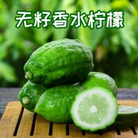 廣東香水檸檬奶茶店專用一級(jí)果無籽新鮮現(xiàn)摘皮厚香氣足